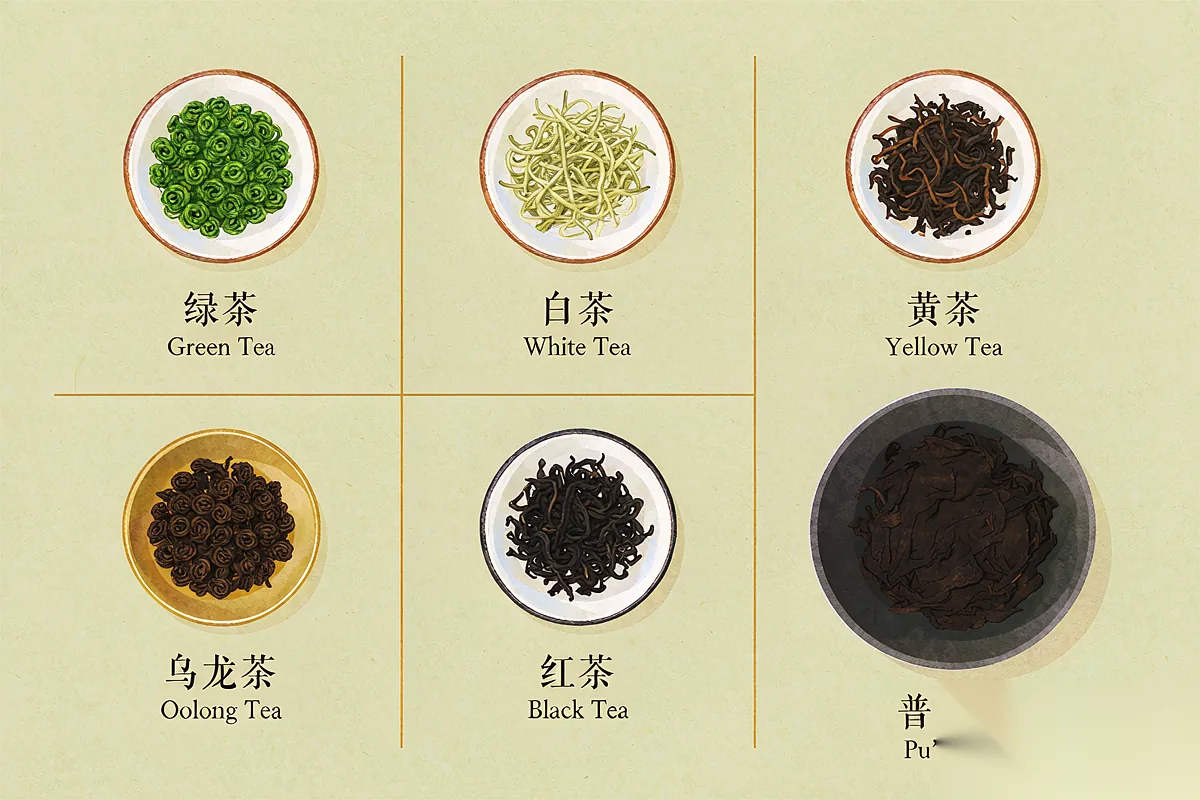 Six teas, one plant. The difference is how the leaves are processed.